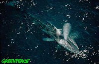 /album/fotky-velryb/finwhale-jpg/