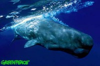 /album/fotky-velryb/gallery-sperm2-jpg/