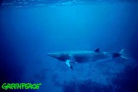 /album/fotky-velryb/gallery-minke-jpg/