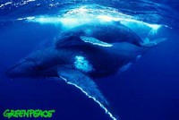 /album/fotky-velryb/humpandcalf-jpg/