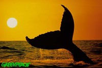 /album/fotky-velryb/gallery-sunset-jpg/