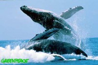 /album/fotky-velryb/doublebreach-jpg/