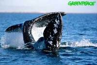 /album/fotky-velryb/graywhaletales-jpg/