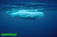 /album/fotky-velryb/gallery-sperm1-jpg/