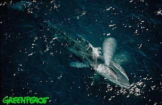 Vráskavec mišok Východný Pacifický oceán, neďaleko Mexika. © Phillip Coola/Innerspace Visions