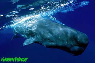 Vorvaň tuponosý © Doug Perrine/Innerspace Visions