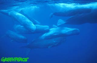 Vorvaň tuponosý Azores Islands, Portugalsko © Luis Quinta/Innerspace Visions