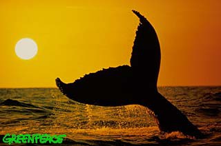 Keporkak © Masa Ushioda/Innerspace Visions